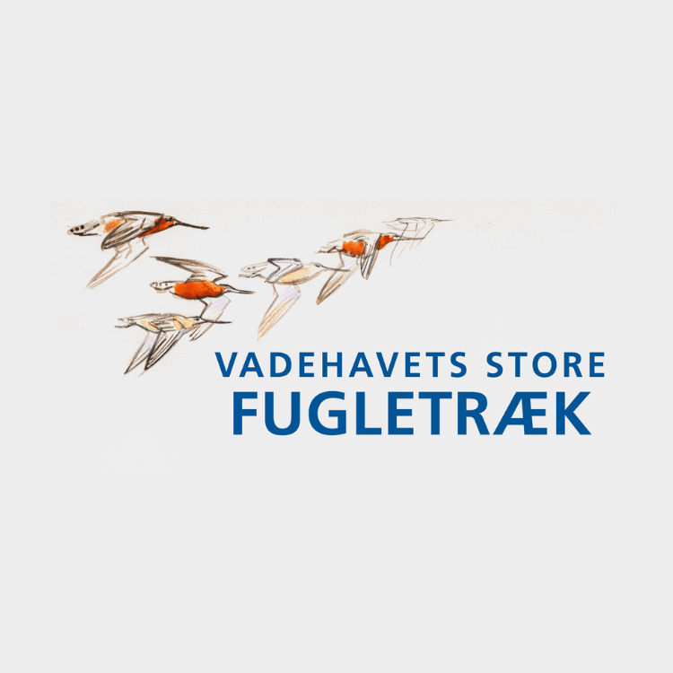 Vadehavets store fugletræk
